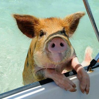 HamIs4You2's profile picture. Shadow banned (probably forever). Wearing as a badge of courage. Pedophiles #OneBullet MAGA Proudly blocked by John Crazy Couzack.