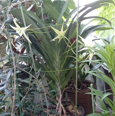 kumaguro1's profile picture. 私は現在沖縄に住んでいます。