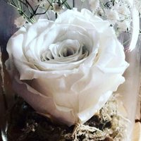 تَرّف❤️ (@_94hamso) 's Twitter Profile