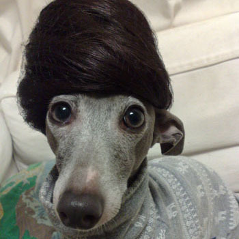 grigio2006's profile picture. 写真屋さん