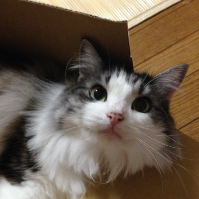 insmkn's profile picture. 好きなことについてあれこれ。 ゆるーく雑多につぶやいていきます。 神社仏閣 / 御朱印 / 滝 / 庭園 / 写真 / 猫 / ダンボー / 観劇 / 博物館 / ゲーム などなど。 しんどくなると猫のフリします。にゃん。