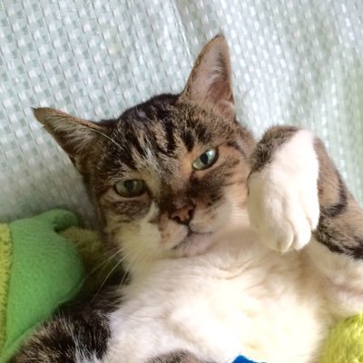 dorachan22's profile picture. ☆バイク🏍猫🐈‍⬛ ☆大型バイク歴GSX1100S→GSX1300R→NinjaH2→ムルティストラーダ1200S→ Hayabusa/Vストローム650XT→ 「Vストローム800/CT125ハンターカブ」無言フォロー失礼致します^^;フォローはお気軽にどうぞ^ - ^