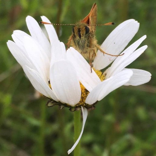 GillMollard's profile picture. 