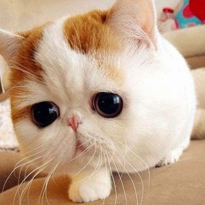 癒され 動物動画 Healedanimals のフォロワー ツイプロ 癒され 動物動画 Healedanimals のフォロワー ツイプロ