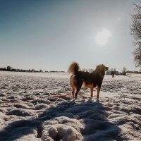 growl to communicate (@canistecture) 's Twitter Profile