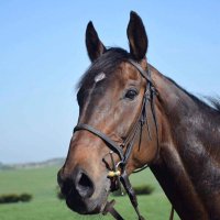 Peel Bloodstock(@PeelBloodstock) 's Twitter Profile Photo