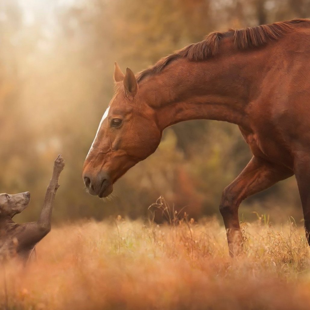 Kahraman787's profile picture. Fenerbahçeli