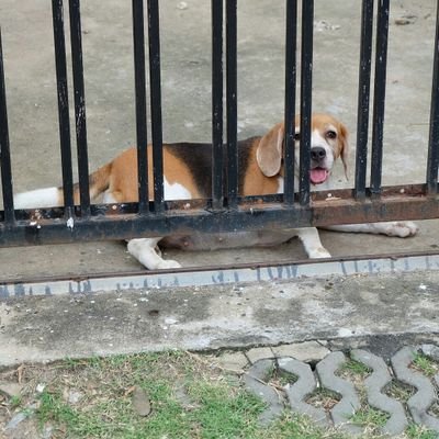 jingtingxuejie's profile picture. 