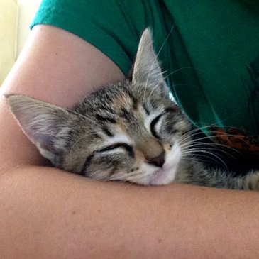 batgirlvsrobin's profile picture. 🐘