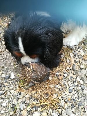 virginmegastar's profile picture. 