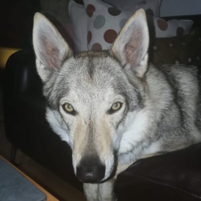 floschoeni's profile picture. Here for a good time not for a long time!