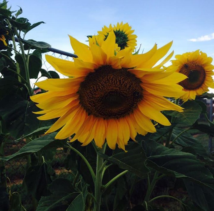 EnyItem's profile picture. 🌻