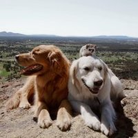 Cynthia Pretty (@reedeemzzi) 's Twitter Profile