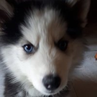 Jean (@andreibarrera10) 's Twitter Profile