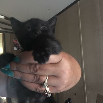 MrsSidePeace's profile picture. I’m a animals lover❤️ I hate animals cruelty 😤