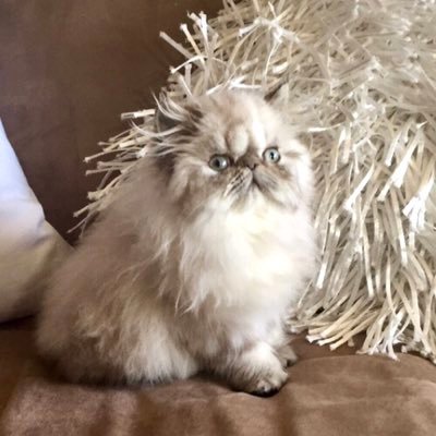 HonoluluCamp's profile picture. Successful lady of independent means with ethics, morals & values who enjoys a delicious cocktail! Also, making people feel comfortable, not ignoring them.