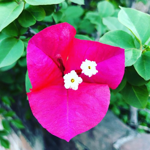 I love iPhonegraphy, reading, traveling, and spending time with my hubby and our furbaby! I blog about book reviews, restaurant reviews, food, and some sports!