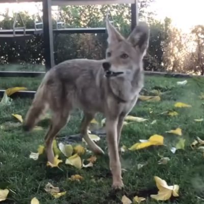 Official tweets from the coyote that lives outside of Shane’s house rent free. Giveaway at 2K! 🎉 #CoyotePack