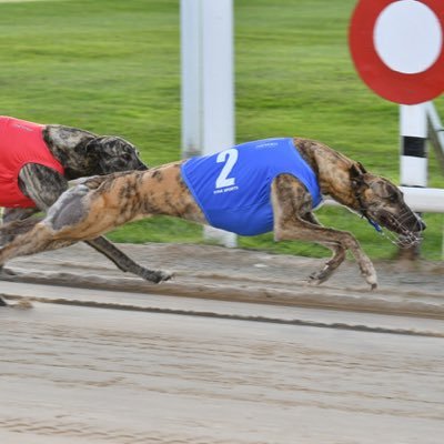 Towcester Greyhounds