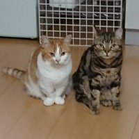 まめりき猫大好き (@mokiramokiramo1) 's Twitter Profile