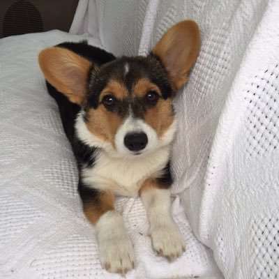 SGT USMC, Broker FathomRealtyNC https://t.co/Qqjg1Gs15T, Sales Assoc Ward Cedar Log Homes, Equestrian & Land Expert, Corgi Lover, Crochet Prayer Shawls