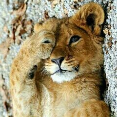 CarrieRCarnes's profile picture. Legal professional, animal lover, gardener, and book worm.  I'm a Buddhist, not woke...enlightened😉
#BlueCrew catch me here:
@CarrieRCarnes on Threads