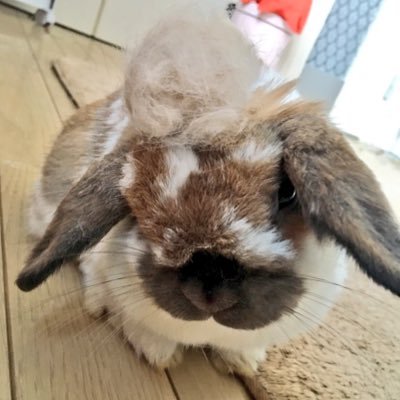 もか もうローリングもしなくなり 水もご飯も自分で食べれるし トイレも自分でできるようになったから数日前から前のゲージに戻しました そして今日撮った写真なんだけど 心なしか首の傾きが少しよくなってる うさぎ 斜頸 うさぎのいる
