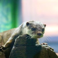 ヨツバ。取引垢 (@t6y7t18d) 's Twitter Profile