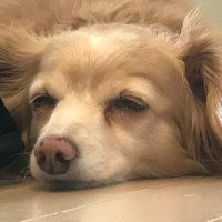 翔大 (@kurumi9631009) 's Twitter Profile Photo