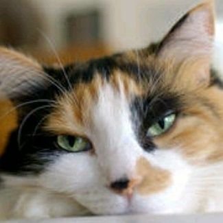 三毛猫♀新垢に移行します!さんのプロフィール画像
