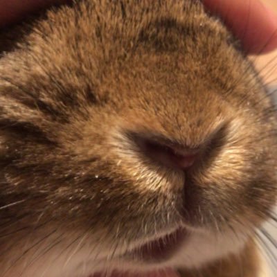 hohoshishi127's profile picture. 