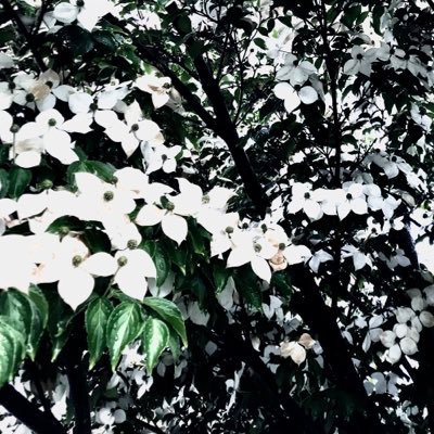 【企画】彼岸花残花公式アカウントさんのプロフィール画像