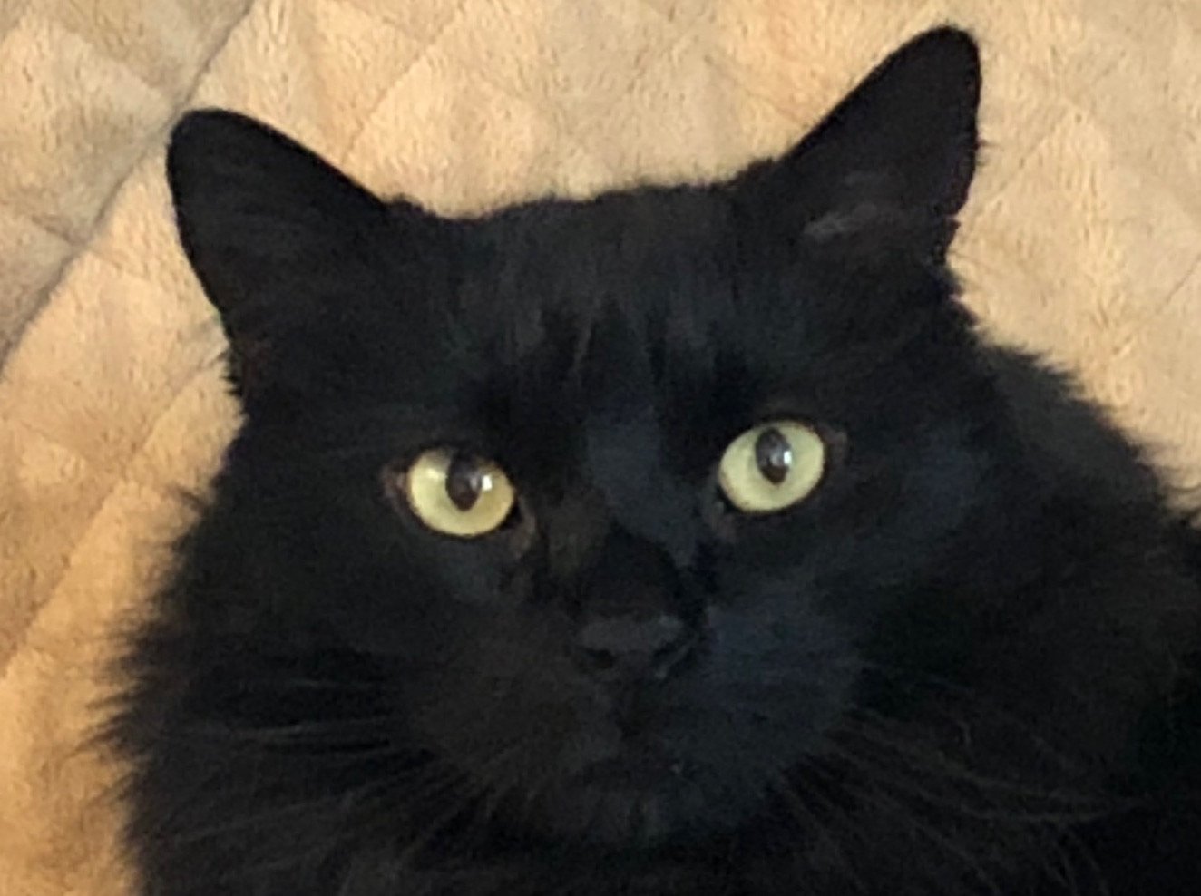 HairballsByMax's profile picture. Human intelligence skeptic, catnip connoisseur, recreational regurgitator, hairball artiste, atonal balladeer