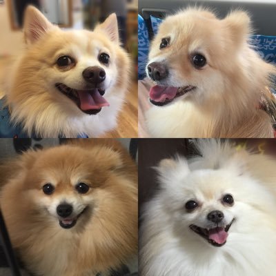 4ポメラニアン🐕🐕🐕🐕💕ミル、モカ（♂・13歳・12歳、6.1kg・6.9kg、 #デカポメ）・こむぎ（♀・推定16歳・3.2kg、#元保護犬）・クリーム（♂・9歳・3.4kg 、#元保護犬）と暮らしています❤️主にInstagramにて更新中〜🐕💕