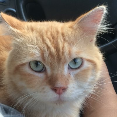 IqbalVahlepi's profile picture. 