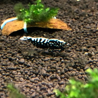 We provide high quality shrimp and products to American freshwater shrimp hobbyists