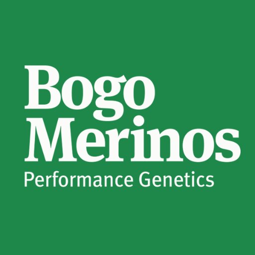 bogo_merinos's profile picture. Bogo Merinos is an industry leading supplier Merino and Poll Merino genetics to Australia’s sheep and wool industries.