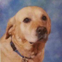 Phillippa (@bun_lady_pip) 's Twitter Profile