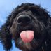 Rudy On Duty (@k9_rudy) Twitter profile photo Rudy On Duty (@k9_rudy) Twitter profile photo