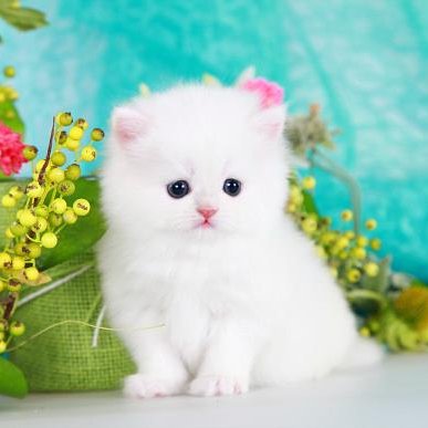 BuSong7's profile picture. 