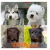 Elmundodelperro (@elmundodelperro) Twitter profile photo