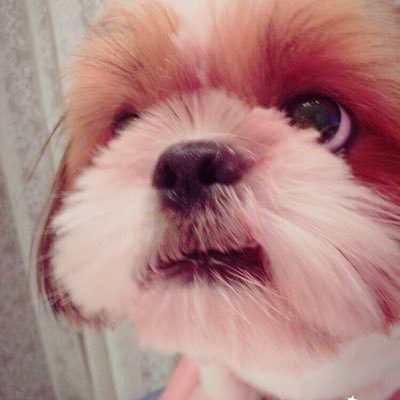 かわいいもふもふ溺愛中❤️ ごちゃむ♂2015 .1 .16 8歳🐶おちゃめ♀2015 .5 .30 8歳🐶 🇰🇷bts ﾃﾃ.ｸﾞｸ