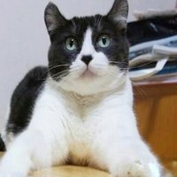 波音色 (@haneiro_ff) 's Twitter Profile