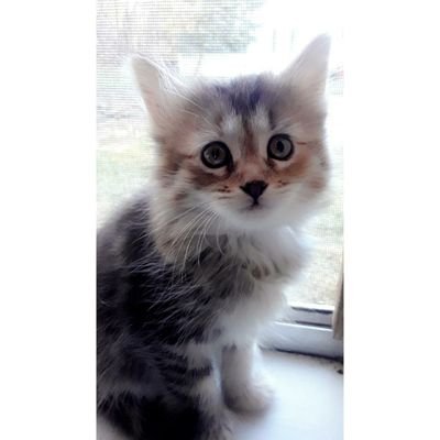 benji_ash_cat Profile Picture
