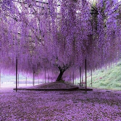 kgabisolee's profile picture. The Lord is my sheperd, i have everything i need