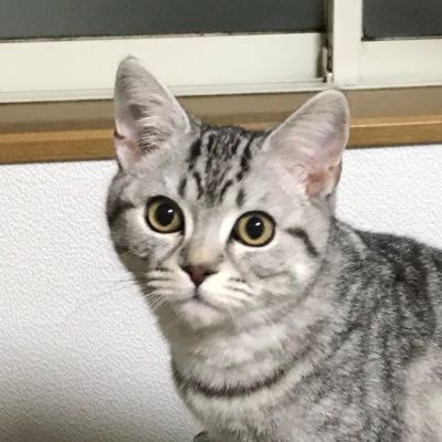 ゆきひょうさんのプロフィール画像
