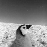 puffinpost (@elewiswilliams) 's Twitter Profile