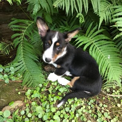 MercyMe88096314's profile picture. Daily Cardigan Corgi puppy wisdom, guidance and humor with a measure of Mercy’s commentary and questions about life and love thrown in. Mercy’s way is the best!