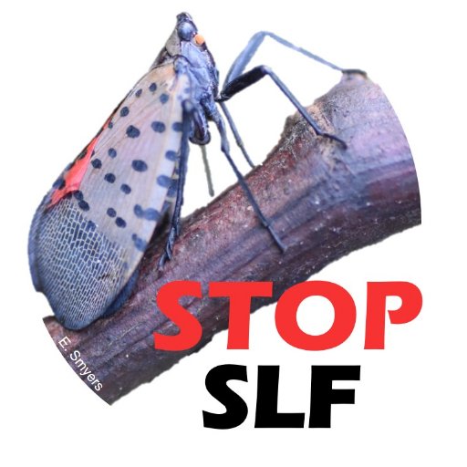 Spotted Lanternfly (SLF) is an invasive insect in the U.S. that threatens grape, tree-fruit, hardwood and nursery industries. Help us stop SLF!