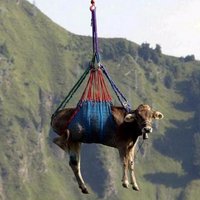 Flying Cows (@ankush_a2) 's Twitter Profile